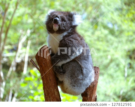 Koala staring 127812591