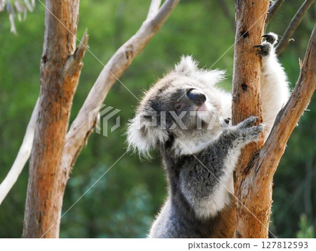 Koala sleeping on a tree 127812593