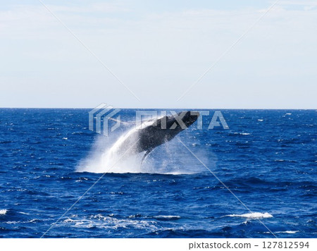 Leaping Humpback Whale 127812594