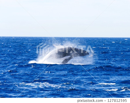 Splashing Humpback Whale 127812595
