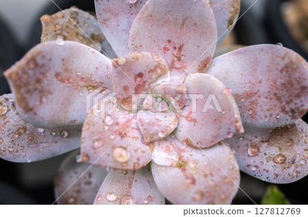 An abstract leaf of Graptopetalum Superbum texture and background. A stunning blush to lavender rosette that, true to its Latin name, is quite superb. 127812769