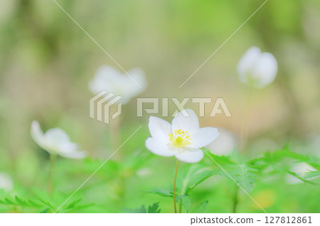 Anemone flowers blooming in the spring 127812861