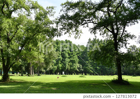 Akigase Park Forest_02 Akigase Park Forest_02 127813072