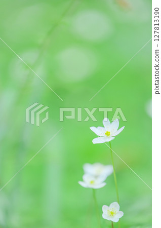 Nirinsou flowers blooming in Katakuri Village, Manyo Natural Park Nirinsou flowers blooming in Katakuri Village, Manyo Natural Park 127813190
