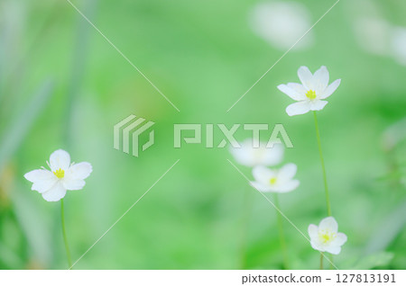 Nirinsou flowers blooming in Katakuri Village, Manyo Natural Park Nirinsou flowers blooming in Katakuri Village, Manyo Natural Park 127813191