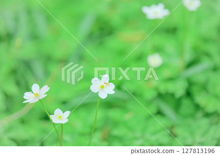 Nirinsou flowers blooming in Katakuri Village, Manyo Natural Park 127813196