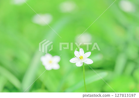 Nirinsou flowers blooming in Katakuri Village, Manyo Natural Park Nirinsou flowers blooming in Katakuri Village, Manyo Natural Park 127813197