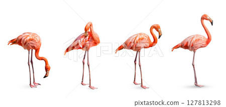 Collection, flamingo (Phoenicopterus ruber) Heart shape, neck curl and standing posture isolated on white background. Collection, flamingo (Phoenicopterus ruber) Heart shape, neck curl and standing posture isolated on white background. 127813298