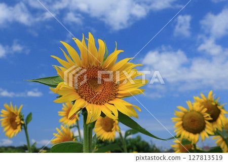 Sunflowers blooming towards the sun - Large sunflowers Sunflowers blooming towards the sun - Large sunflowers 127813519