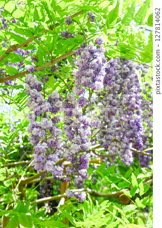 Spring wisteria trellis Spring wisteria trellis 127814062