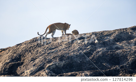 A pair of Sri Lankan leopards engage in a dramatic interaction atop a sunlit rock in Yala National Park. Raw and powerful moment of wildlife behavior 127814296