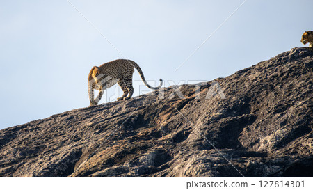 Sri Lankan leopard strides across a sunlit rock, its powerful frame poised with elegance against the clear sky of Yala National Park. 127814301
