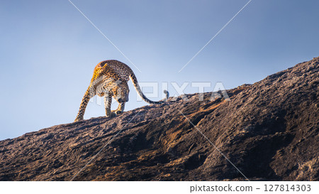 Sri Lankan leopard strides across a sunlit rock, its powerful frame poised with elegance against the clear sky of Yala National Park. Sri Lankan leopard strides across a sunlit rock, its powerful frame poised with elegance against the clear sky of Yala National Park. 127814303