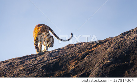 Sri Lankan leopard strides across a sunlit rock, its powerful frame poised with elegance against the clear sky of Yala National Park. 127814304