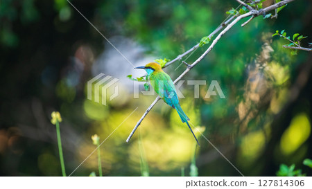 Green bee-eater perches on a slender branch against rich, blurred bokeh backdrop of Yala National Park 127814306