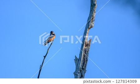 Sri Lanka swallow (Cecropis hyperythra) perch against clear blue skies at Yala National Park. 127814309