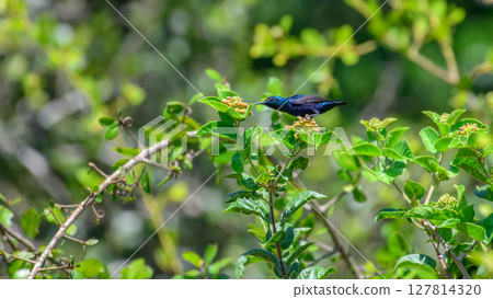 Purple sunbird feeds on nectar from small flowering shrubs in the lush greenery of Yala National Park, Sri Lanka. Iridescent feathers shimmer in the daylight 127814320