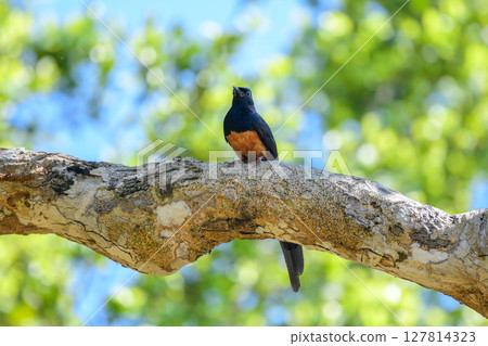 Sri Lanka shama bird with glossy black and rich orange plumage perches on a sunlit tree branch in Yala National Park. Sri Lanka shama bird with glossy black and rich orange plumage perches on a sunlit tree branch in Yala National Park. 127814323