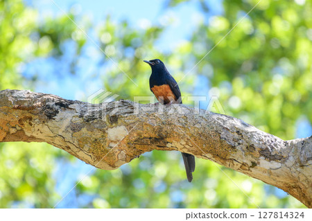 Sri Lanka shama bird with glossy black and rich orange plumage perches on a sunlit tree branch in Yala National Park. Sri Lanka shama bird with glossy black and rich orange plumage perches on a sunlit tree branch in Yala National Park. 127814324