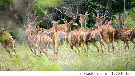A herd of spotted deer dashes into the dense forest. Captured at Yala National Park. The untamed beauty and alertness of wildlife in their natural sanctuary 127814332