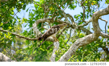 Oriental honey buzzard perches watchfully on a tree branch, camouflaged against the lush green foliage of Yala National Park 127814335