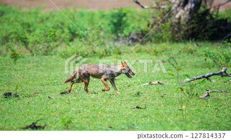 Sri Lankan jackal prowls through the grassy wilderness of Yala National Park, Sri Lanka, alert and on the move under the bright sun. 127814337