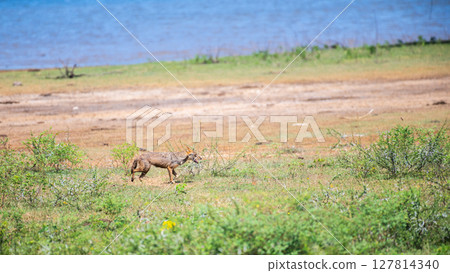 Sri Lankan jackal prowls through the grassy wilderness of Yala National Park, Sri Lanka, alert and on the move under the bright sun. 127814340