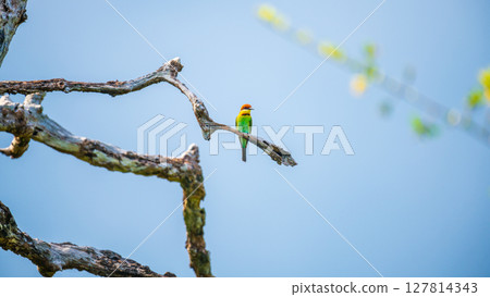 Chestnut-headed bee-eater perches on a twisted branch, vibrant plumage glowing against the soft blue sky in Yala National Park, Sri Lanka Chestnut-headed bee-eater perches on a twisted branch, vibrant plumage glowing against the soft blue sky in Yala National Park, Sri Lanka 127814343