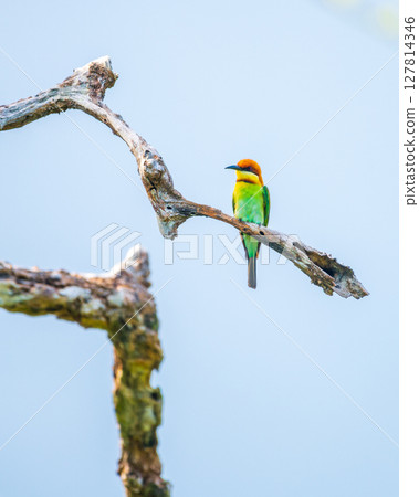 Chestnut-headed bee-eater perches on a twisted branch, vibrant plumage glowing against the soft blue sky in Yala National Park, Sri Lanka Chestnut-headed bee-eater perches on a twisted branch, vibrant plumage glowing against the soft blue sky in Yala National Park, Sri Lanka 127814346