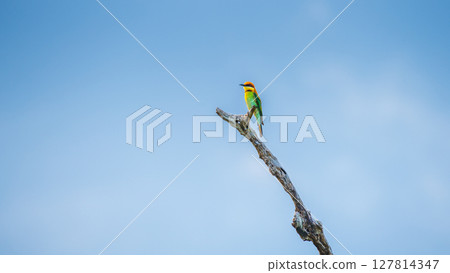 A vibrant Chestnut-headed bee-eater perches elegantly on a bare branch under the clear blue sky in Yala National Park, Sri Lanka A vibrant Chestnut-headed bee-eater perches elegantly on a bare branch under the clear blue sky in Yala National Park, Sri Lanka 127814347
