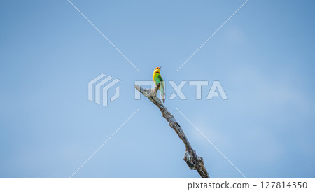 A vibrant Chestnut-headed bee-eater perches elegantly on a bare branch under the clear blue sky in Yala National Park, Sri Lanka A vibrant Chestnut-headed bee-eater perches elegantly on a bare branch under the clear blue sky in Yala National Park, Sri Lanka 127814350