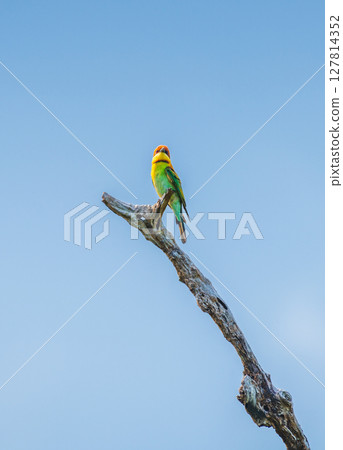 A vibrant Chestnut-headed bee-eater perches elegantly on a bare branch under the clear blue sky in Yala National Park, Sri Lanka 127814352