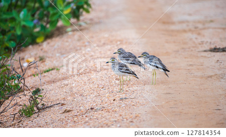 Three Indan thick-knee birds stand alert on a sandy trail at Yala National Park, Sri Lanka. Natural surroundings with camouflaged plumage. dry, earthy terrain of the wildlife reserve 127814354