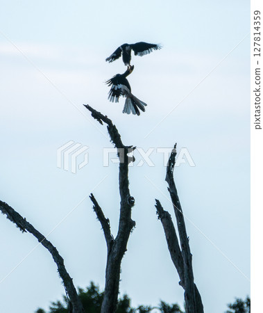 Two Malabar pied hornbill birds engage in an aerial jousting ritual, mid-air interaction above a dead tree in Yala National Park, Sri Lanka, silhouetted against a pale sky. Two Malabar pied hornbill birds engage in an aerial jousting ritual, mid-air interaction above a dead tree in Yala National Park, Sri Lanka, silhouetted against a pale sky. 127814359