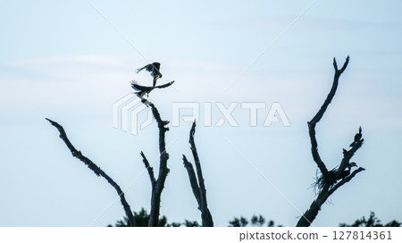 Two Malabar pied hornbill birds engage in an aerial jousting ritual, mid-air interaction above a dead tree in Yala National Park, Sri Lanka, silhouetted against a pale sky. Two Malabar pied hornbill birds engage in an aerial jousting ritual, mid-air interaction above a dead tree in Yala National Park, Sri Lanka, silhouetted against a pale sky. 127814361