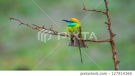 Asian green bee-eater rests on a thorny branch, iridescent feathers glowing against the soft green backdrop of Yala National Park, Sri Lanka 127814368