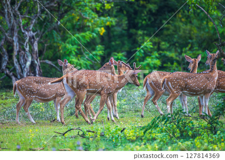 A group of Sri Lankan axis deer stands alert in the lush greenery of Yala National Park, Sri Lanka. Blending beautifully into the forest landscape A group of Sri Lankan axis deer stands alert in the lush greenery of Yala National Park, Sri Lanka. Blending beautifully into the forest landscape 127814369