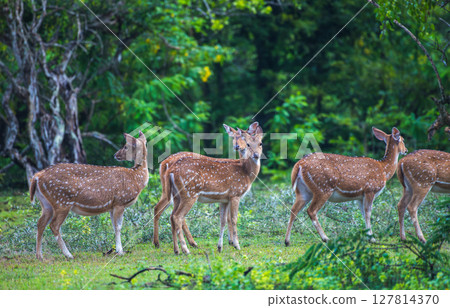 A group of Sri Lankan axis deer stands alert in the lush greenery of Yala National Park, Sri Lanka. Blending beautifully into the forest landscape 127814370