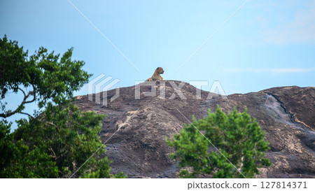 A majestic Sri Lankan leopard rests atop a rocky outcrop in Yala National Park, Sri Lanka, surveying its territory under a clear blue sky. 127814371