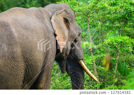 A majestic Sri Lankan tusker elephant close-up photo. Surrounded by lush greenery in Yala National Park 127814381