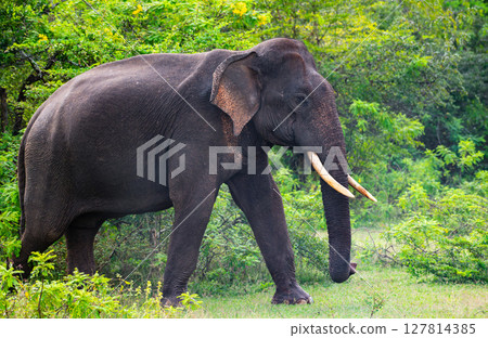 Majestic Sri Lankan tusker elephant walks calmly surrounded by lush greenery in Yala National Park 127814385