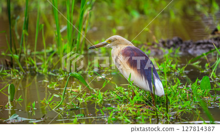 Indian pond heron in the paddy, close-up photo. 127814387