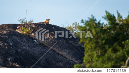 Sri Lankan leopard rests atop a sunlit rocky outcrop in Yala National Park. The predator gazes calmly across the terrain 127814389