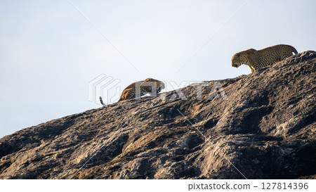 A pair of Sri Lankan leopards engage in a dramatic interaction atop a sunlit rock in Yala National Park. Raw and powerful moment of wildlife behavior 127814396
