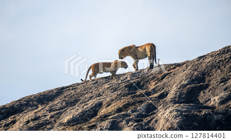 A pair of Sri Lankan leopards engage in a dramatic interaction atop a sunlit rock in Yala National Park. Raw and powerful moment of wildlife behavior A pair of Sri Lankan leopards engage in a dramatic interaction atop a sunlit rock in Yala National Park. Raw and powerful moment of wildlife behavior 127814401