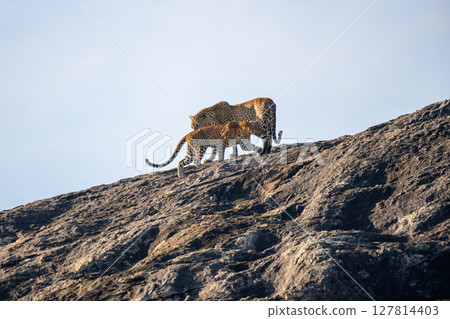 A pair of Sri Lankan leopards engage in a dramatic interaction atop a sunlit rock in Yala National Park. Raw and powerful moment of wildlife behavior 127814403