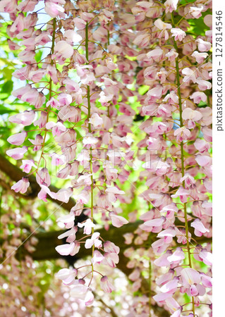 春天紫藤格子 127814546