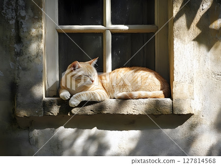 cat in sunlit window relaxing calm home minimalist decor 127814568