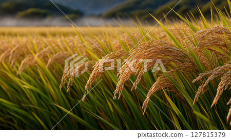 Scenery of ripe rice and morning mist 127815379