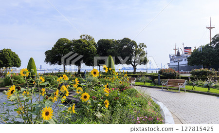 山下公園的繡球花 127815425